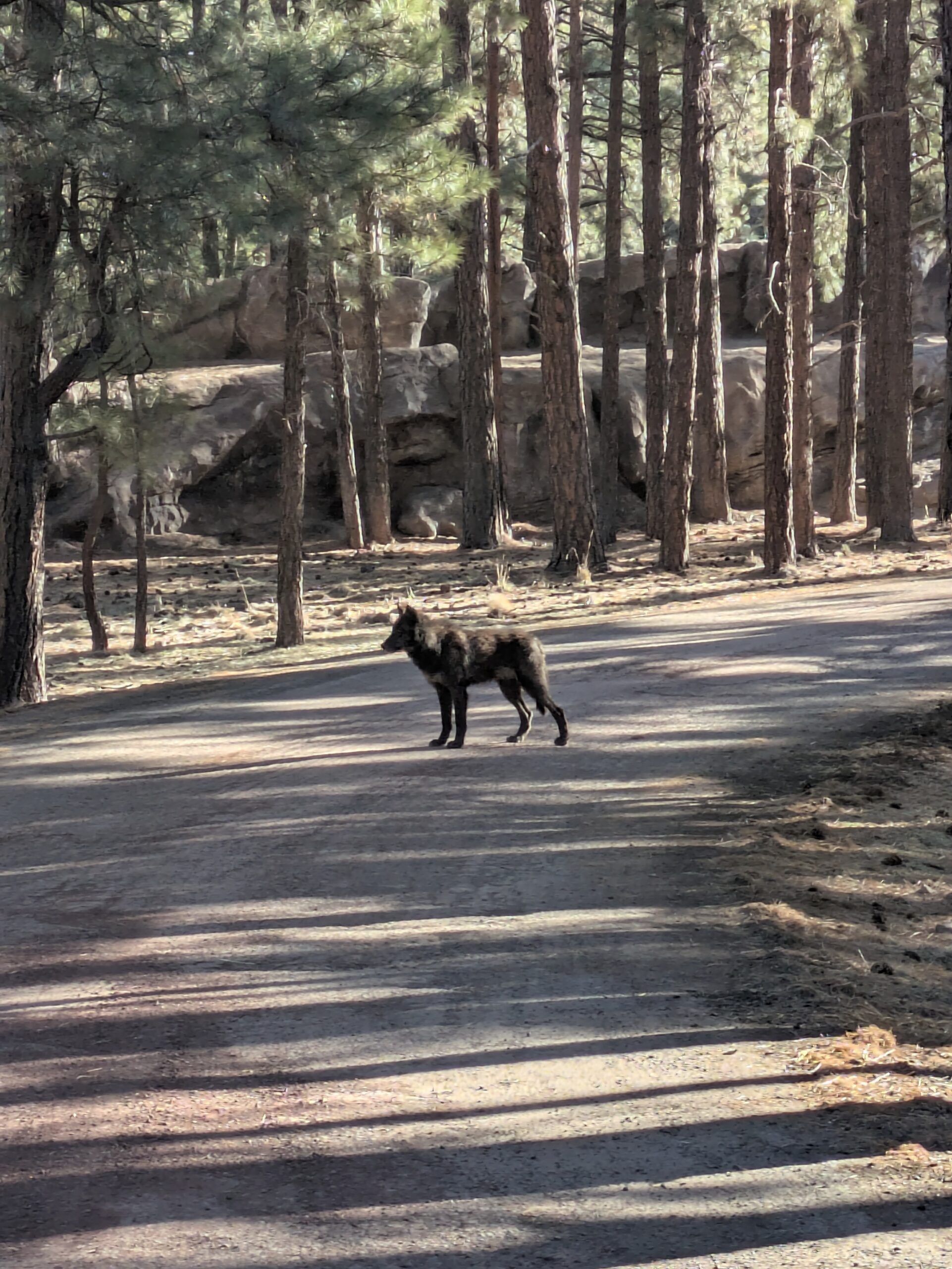 PXL_20250206_165543376