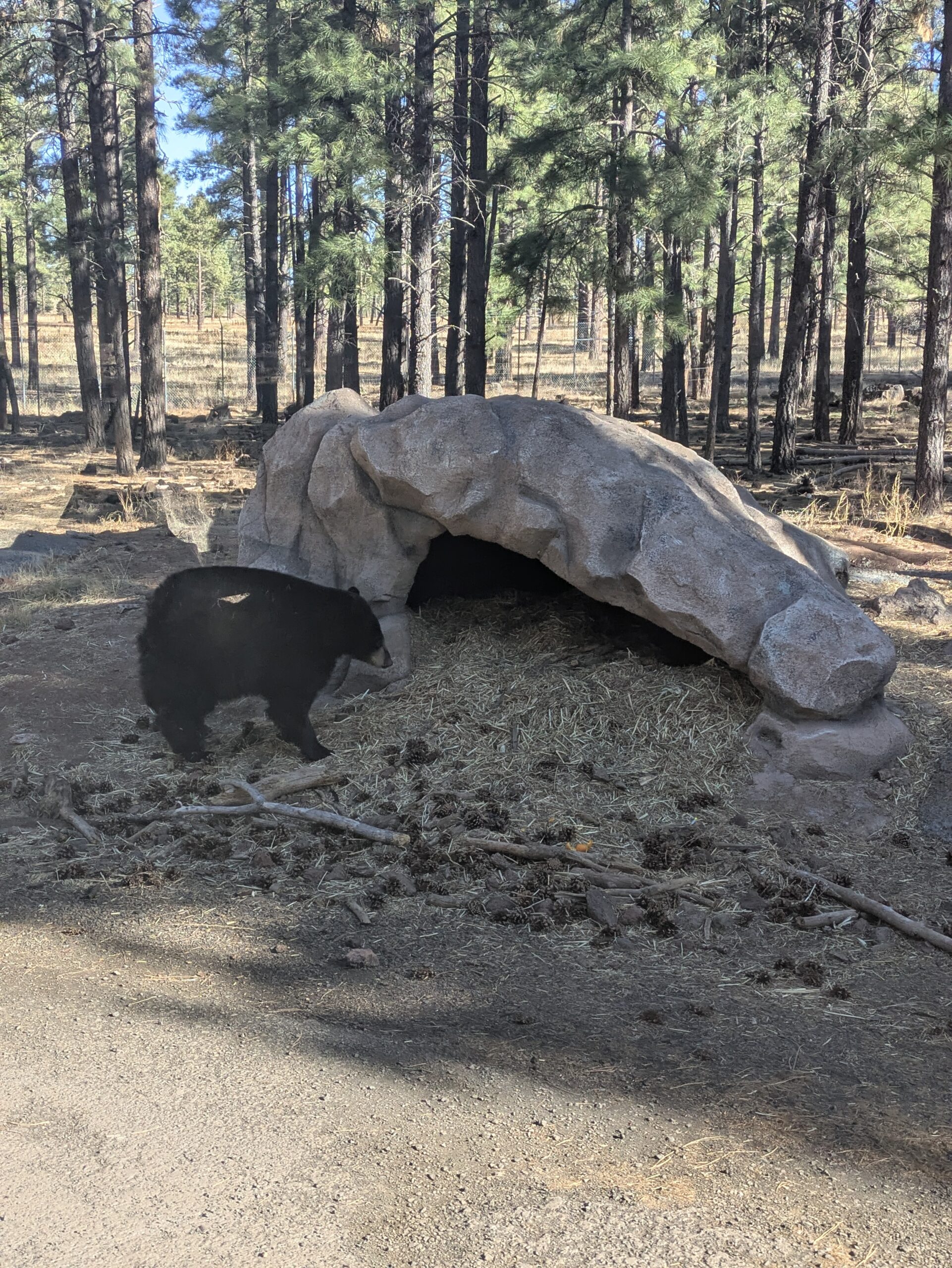 PXL_20250206_171909609